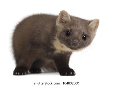 European Pine Marten Or Pine Marten, Martes Martes, 4 Years Old, Standing Against White Background