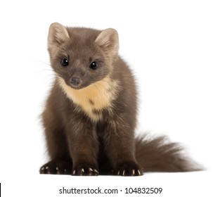 European Pine Marten Or Pine Marten, Martes Martes, 4 Years Old, Sitting Against White Background