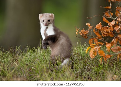 European pine marten (Martes martes), known most commonly as the pine marten in Anglophone Europe, and less commonly also known as pineten, baum marten, or sweet marten