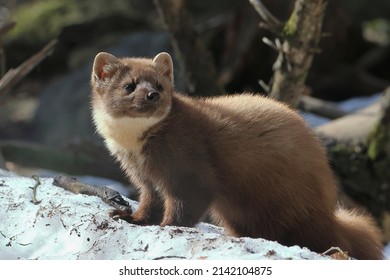 The European pine marten (Martes martes), also known as the pine marten or the European marten, is a mustelid native to and widespread in Northern Europe.