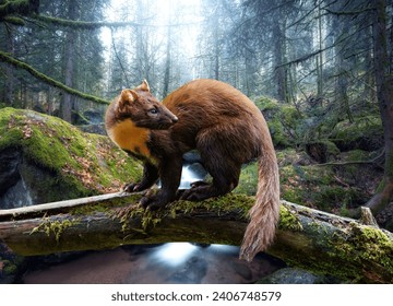 European pine marten (Martes martes), known most commonly as the pine marten in Anglophone Europe, and less commonly also known as pineten, baum marte