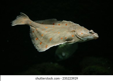 European Plaice Fish (Pleuronectes Platessa). 