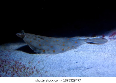 The European Plaice (Pleuronectes Platessa).