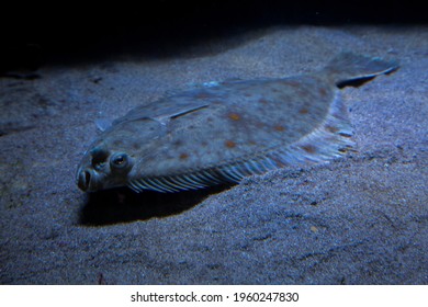 The European Plaice (Pleuronectes Platessa).