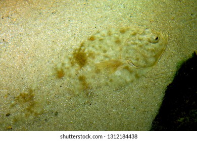 European Plaice In Sand