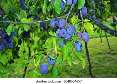 European Plum, Common Plum, Closeup View