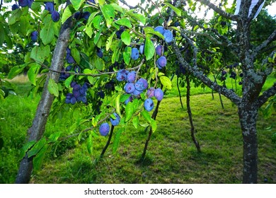 European Plum, Common Plum, Closeup View