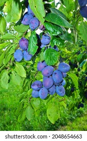 European Plum, Common Plum, Closeup View