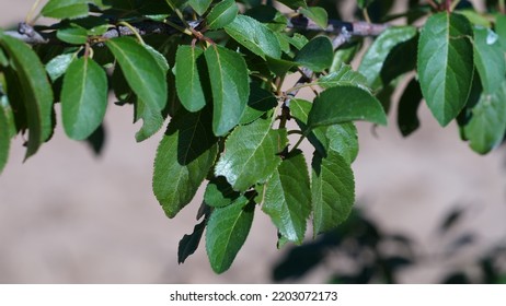 European plum, green leaves on tree. Summer end season - Shutterstock ID 2203072173