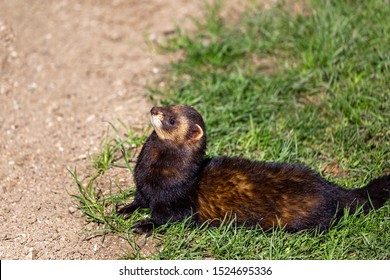 European Polecat, Mustela Putorius, Looking Alert In The UK