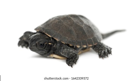 2,049 European pond turtle Images, Stock Photos & Vectors | Shutterstock