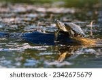 European pond turtle, Emys orbicularis
