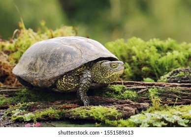 European Pond Turtle Emys Orbicularis