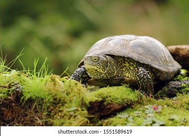 European Pond Turtle Emys Orbicularis