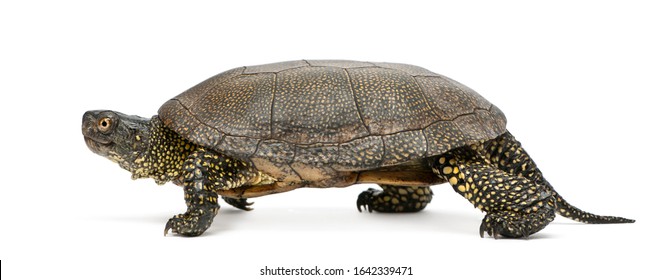 2,049 European pond turtle Images, Stock Photos & Vectors | Shutterstock