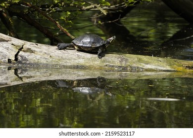 European Pond Turtle (Emys Orbicularis) Family Emydidae. Location: Hanover-Herrenhausen, Germany.