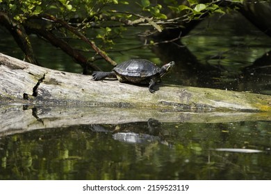 European Pond Turtle (Emys Orbicularis) Family Emydidae. Location: Hanover-Herrenhausen, Germany.