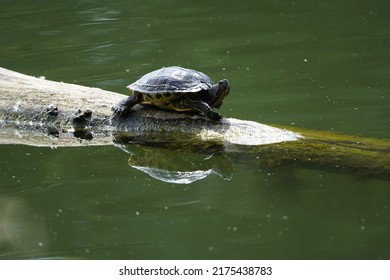 European Pond Turtle (Emys Orbicularis) Family Emydidae. Location: Hannover – Herrenhausen, Germany.

