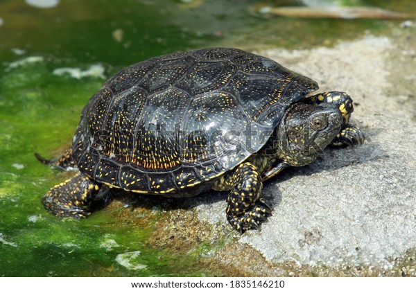 3,636 Marsh Turtles Images, Stock Photos & Vectors | Shutterstock