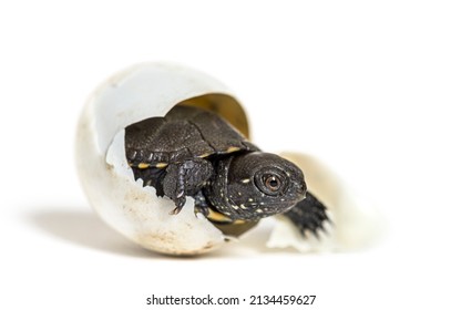 European pond turtle hatching from its egg, Isolated on white - Shutterstock ID 2134459627