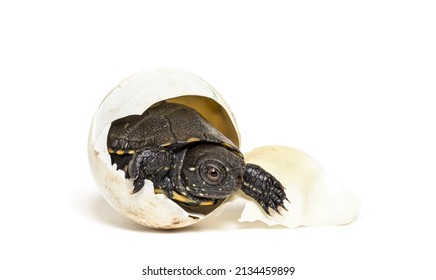 European Pond Turtle Hatching From Its Egg, Isolated On White