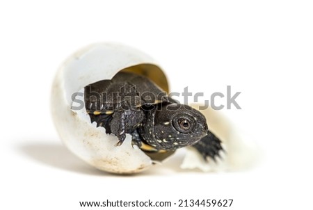 European pond turtle hatching from its egg, Isolated on white