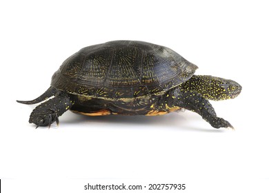2,049 European pond turtle Images, Stock Photos & Vectors | Shutterstock