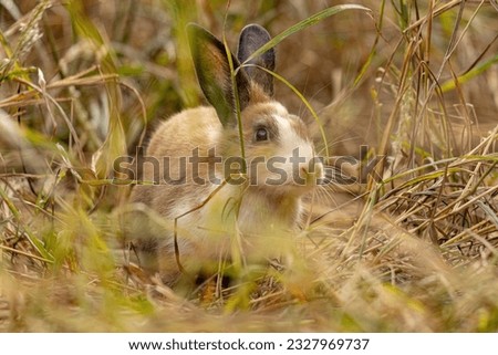 European Rabbit Animal of the species Oryctolagus cuniculus