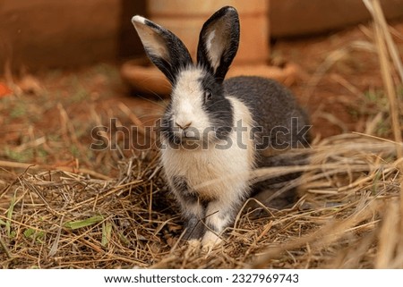 European Rabbit Animal of the species Oryctolagus cuniculus