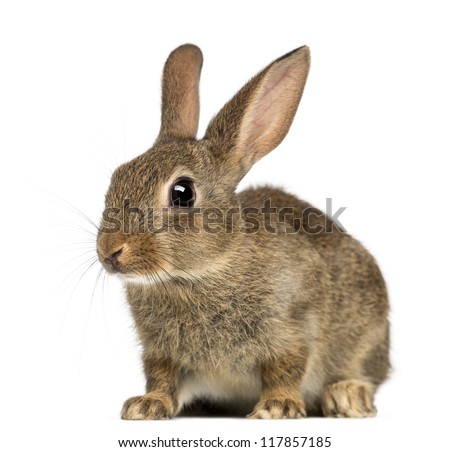 European rabbit or common rabbit, 2 months old, Oryctolagus cuniculus against white background