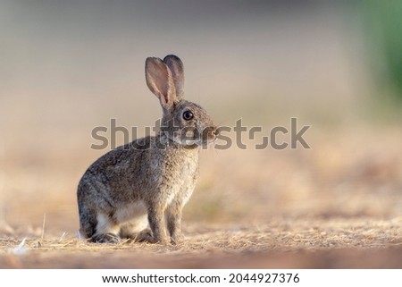European rabbit or coney (Oryctolagus cuniculus) Toledo, Spain