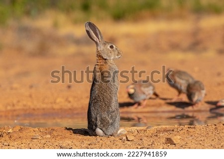 European rabbit or coney (Oryctolagus cuniculus) Toledo, Spain