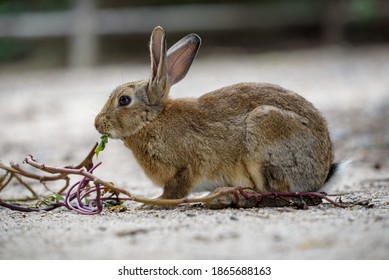 European Rabbit, Eating A Sweet Potato Vine.