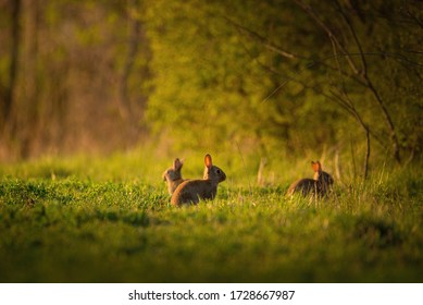 European rabbit - Oryctolagus cuniculus on a meadow - Shutterstock ID 1728667987