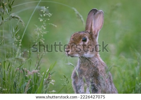 European rabbit (Oryctolagus cuniculus), in Wiese, portrait, Emsland, Lower Saxony, Germany