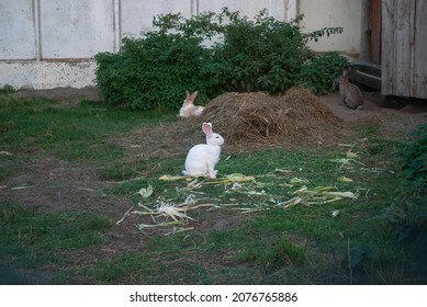 European rabbits family on farm. Cute funny albino bunny sits in fall barnyard. White Oryctolagus cuniculus eat on autumn livestock, selective focus - Shutterstock ID 2076765886