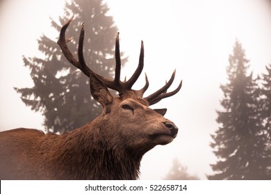 European Red deer (Cervus Elaphus, Czech Republic) looking into camera during rutting season with huge spruce trees landscape background for white Merry Christmas card - vintage filter effect - Powered by Shutterstock