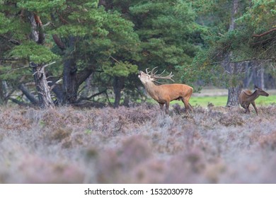 European red deer stag roaring in a clearing in a wood during the rutting season.