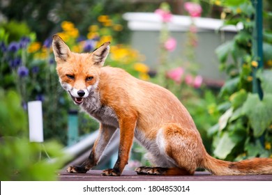 European Red Fox (Vulpes Vulpes) Adult In City Cemetery