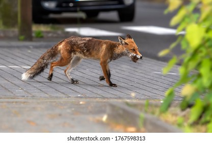 Euro Foxes