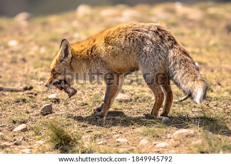 European red fox (Vulpes vulpes) in rocky natural environment in Spanish Pyrenees, Catalonia, Spain. April.