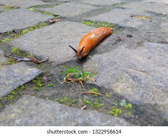 European Red Slug