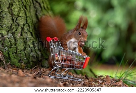 European red squirrel is collecting hazelnuts in a shopping trolley.	