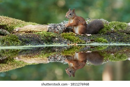 European red squirrel sitting next to the water
