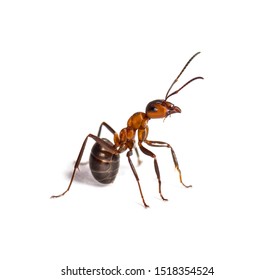 European Red Wood Ant Formica Polyctena Stock Photo 1518354524 ...