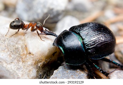 Formica Polyctena Images, Stock Photos u0026 Vectors  Shutterstock