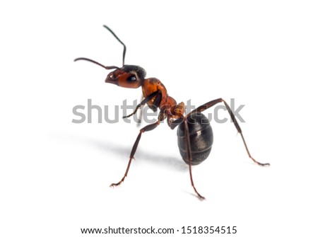 European red wood ant, Formica polyctena, against white background