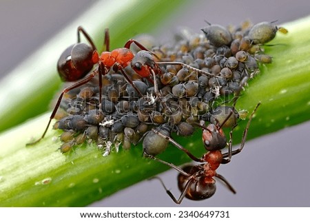 European red wood ants, Formica rufa with Black Bean Aphid Colony Close-up