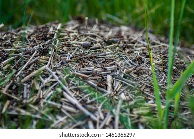 European Red Wood Fire Ant Nest