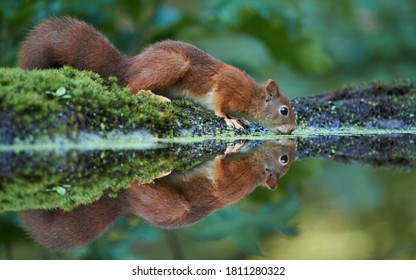 European rede squirrel drinking at the pool
